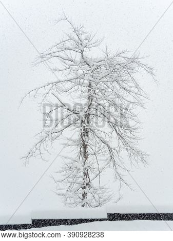 A Tree Covered With Snow Grows Near The Bardur On A Cloudy Day With Heavy Snowfall