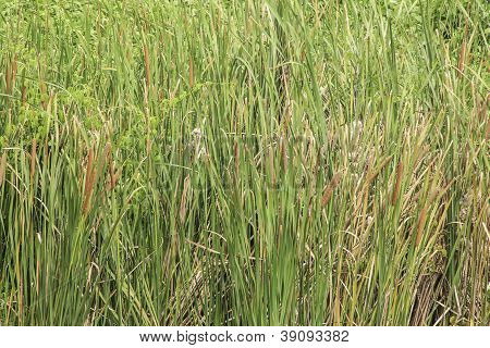 Typha Angustifolia