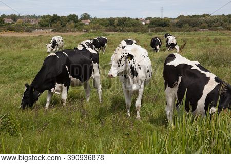 A Herd Of Black And White Cows Grazing In A Field In Wareham, Dorset In The Uk