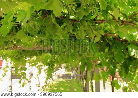Italy, Asti. Bunches Of Raisins Moscato Wine Grow In The Vineyard. High Quality Photo
