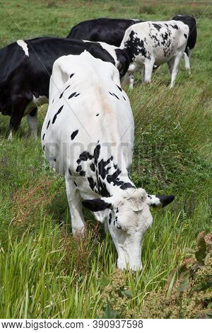 A Herd Of Cows In A Field In Wareham, Dorset In The Uk