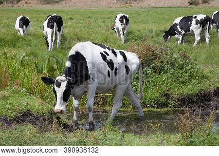A Cow Crossing A Shallow Stream In Wareham, Dorset In The Uk