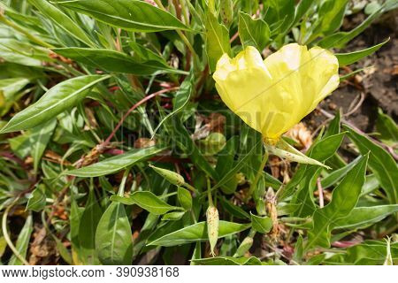 Bright Yellow Flower Of Oenothera Macrocarpa In August