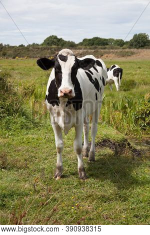 A Cow Stood In A Field In Wareham, Dorset In The Uk