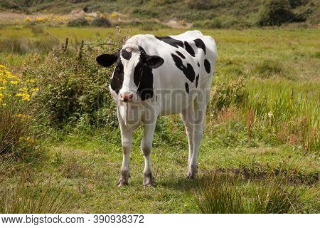 A Cow Stood Alone In A Field In Wareham, Dorset In The Uk