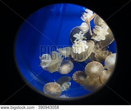 Cassiopea Sp (upside-down Jellyfish). The Medusa Usually Lives Upside-down On The Bottom, Which Has 