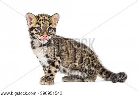 Clouded leopard cub, two months old, Neofelis nebulosa, isolated on white