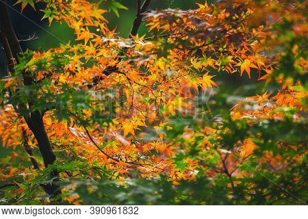 Colorful japanese maple (Acer palmatum) leaves during momiji season at Kinkakuji garden, Kyoto, Japan