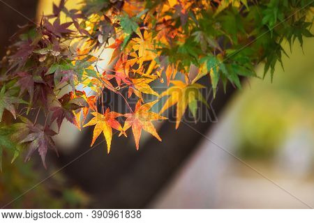 Colorful japanese maple (Acer palmatum) leaves during momiji season at Kinkakuji garden, Kyoto, Japan