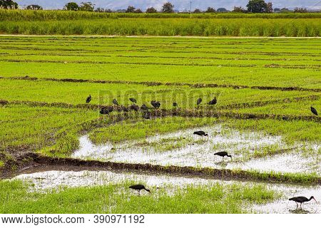 Flock Of Phimosus Infuscatus Feeding In A Rice Field In The Valle Del Cauca Region Of Colombia