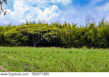 Sugar Cane Field, Saman And Guadua At The Valle Del Cauca Region In Colombia