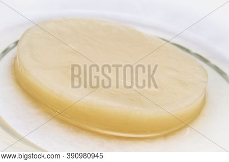 Close-up fresh scoby (symbiotic culture of bacteria and yeast) kombucha image