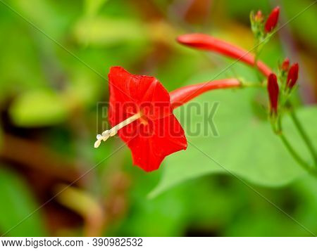 Pomoea Coccinea, Red Star Or Red Morning Glory Flower Of A Weed Plant