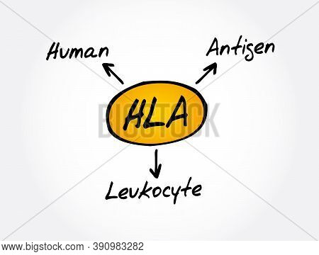 Hla - Human Leukocyte Antigen Acronym, Medical Concept Background