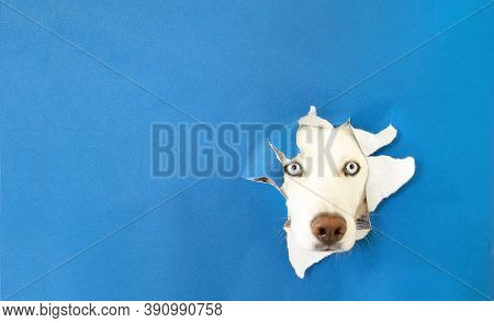 The Dogs Nose Peeks Out Of The Hole. Concept Of A White Puppys Muzzle On A Blue Background. Labrador