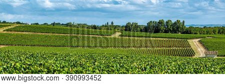 Vine Agriculture In Medoc Region Near Bordeaux Vineyard