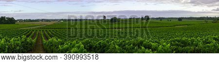 Vine Agriculture In Medoc Region Near Bordeaux Vineyard