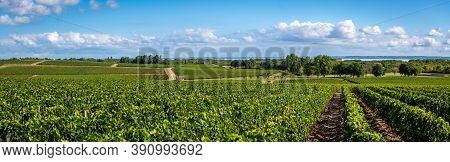 Vine Agriculture In Medoc Region Near Bordeaux Vineyard