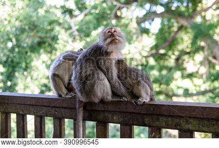 .behavior Of Monkeys In Nature, Reproduction And Care For Offspring. Tourist Contact Reserves With P