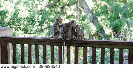 Family Of Primates In Nature. Protected Tourist Areas With Primates