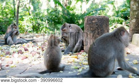 .behavior Of Monkeys In Nature, Reproduction And Care For Offspring. Tourist Contact Reserves With P