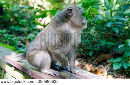 .behavior Of Monkeys In Nature, Reproduction And Care For Offspring. Tourist Contact Reserves With P