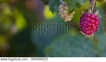 Red Ripe Raspberries In The Garden. Natural Vitamins. Organic Products Of Our Own Production. Blurre