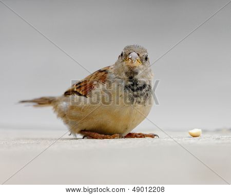 Sparrow Finds Nut On Sidewalk (close-up).