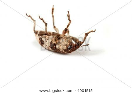 Wołek