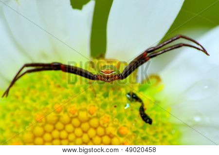 Crab Spider