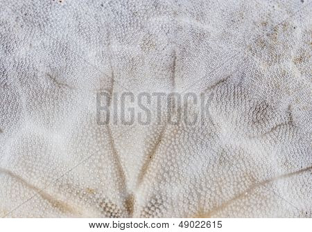 Sand Dollar Background