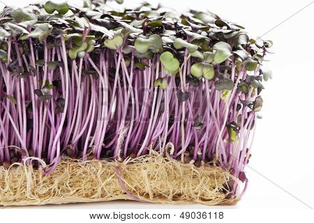 Growth Purple Garden Cress Isolated On A White Background