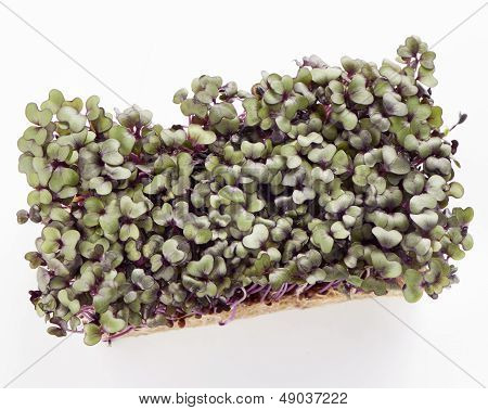 Growth Purple Garden Cress Isolated On A White Background Shot From Above