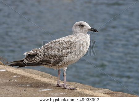 Juvenile Herring Gull