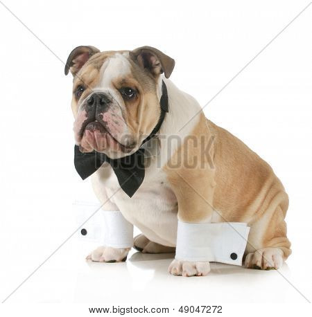 snygg hund - engelska bulldog klädd klädd i smoking isolerad på vit bakgrund