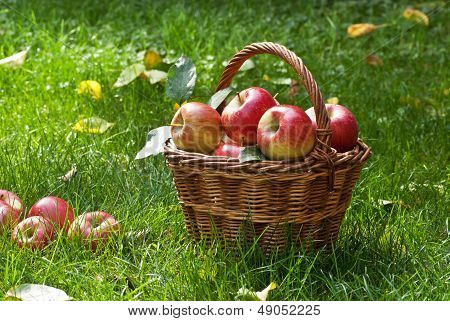 Apples