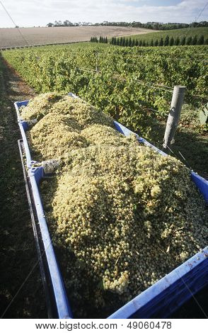 Bidoni holding vendemmia uve da vino