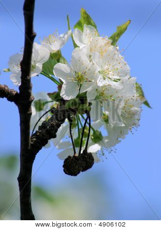 Черри Blossom_01