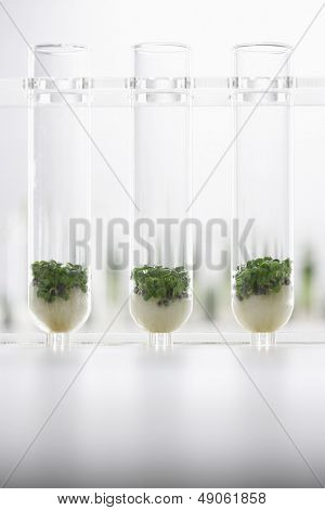 Karse planter vokser i reagensglas