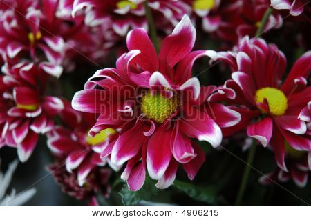 Blumen