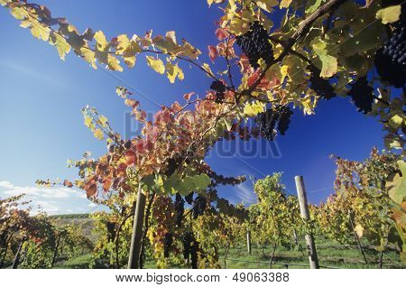 Uva sulle viti nella vigna Yarra Valley Victoria Australia
