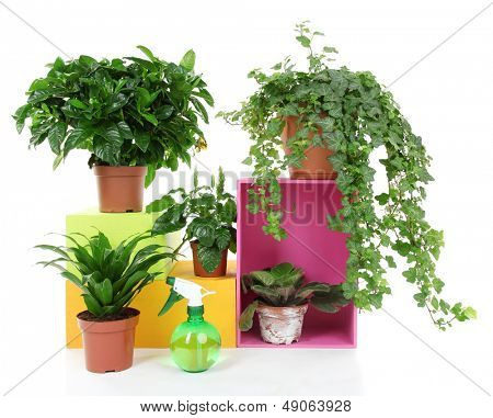Schöne Blumen in Töpfen, isolated on white
