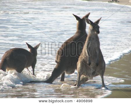 Kängurus