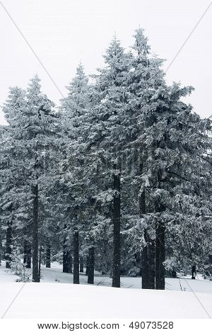 Snow falling in a spruce forest