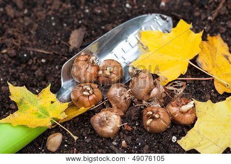 Bulbos de azafrán listos para plantar en el jardín de otoño.