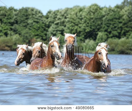 Lotto di castagno cavalli di nuoto In acqua
