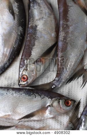 Sabrefish (pelecus Cultratus)