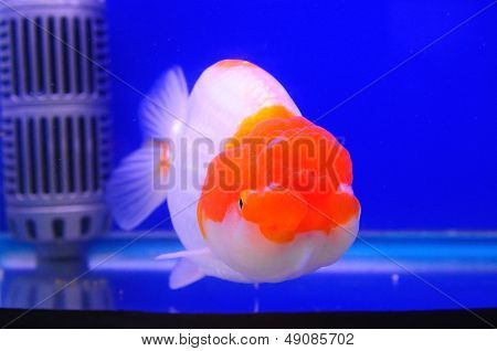 Lion Head Gold Fish With Red And White Color