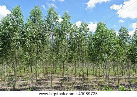 Eucalyptus Plantation