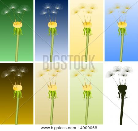 Dandelions